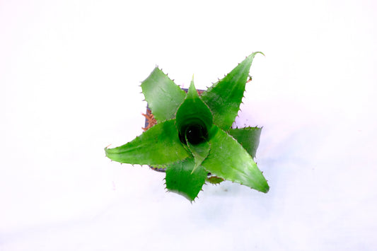 Neoregelia pendula hybrid