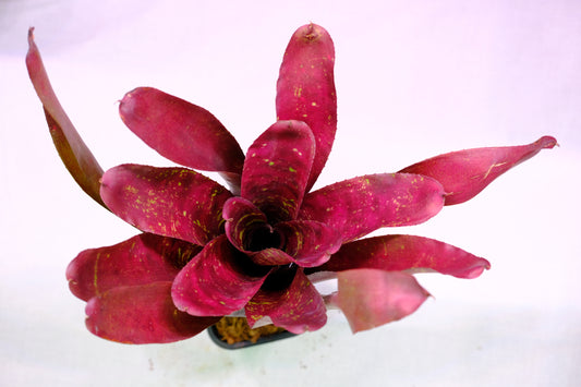 Neoregelia red river