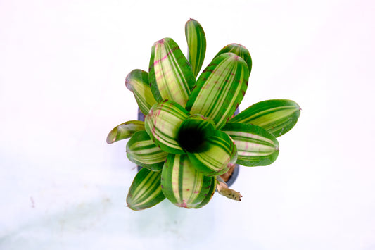 Neoregelia hopscotch