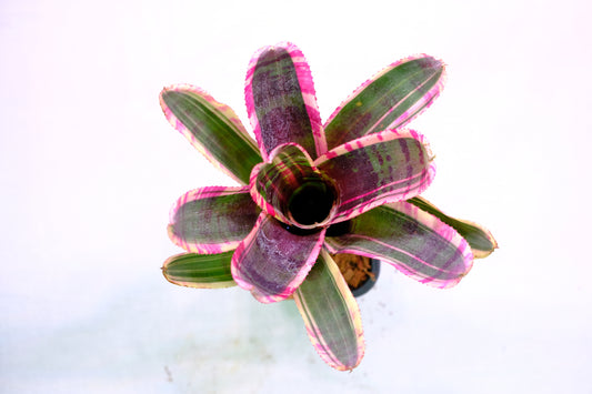 Neoregelia wild dynamo