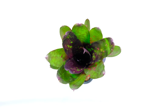 Neoregelia deep purple