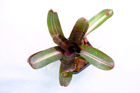 Neoregelia charly brown