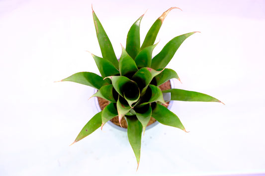 Aechmea echidna
