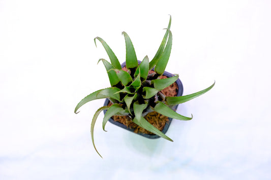 Aechmea recurvata hybrid