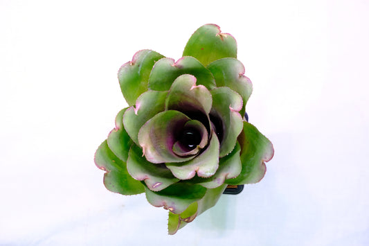 Neoregelia green rose