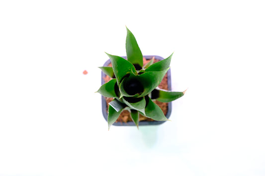 Aechmea bluetooth