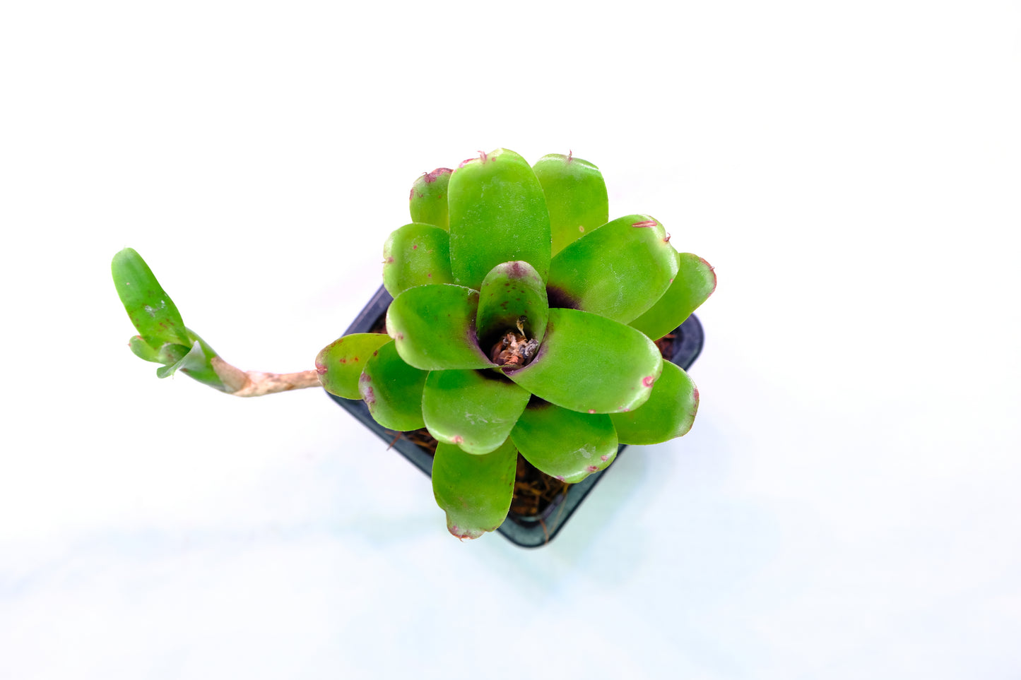 Micro Neoregelia