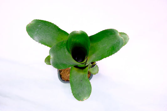 Aechmea nudicaulis