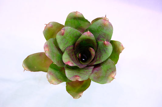 Neoregelia DOAE
