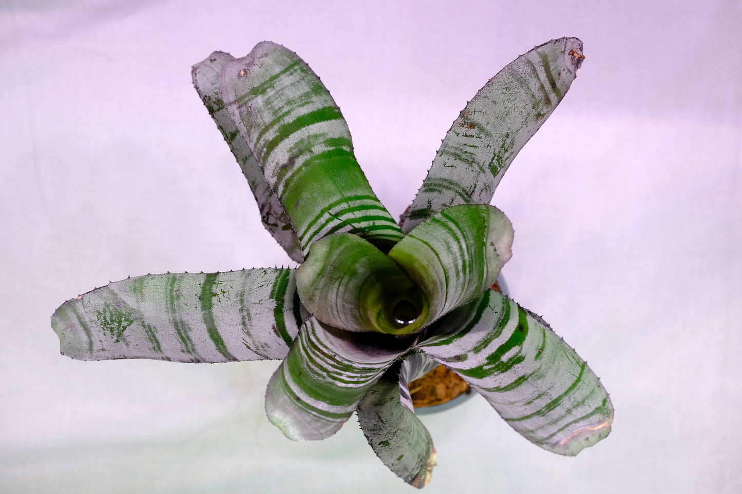 Aechmea chantinii x black ebony