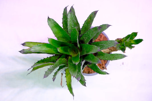 Aechmea triangularea