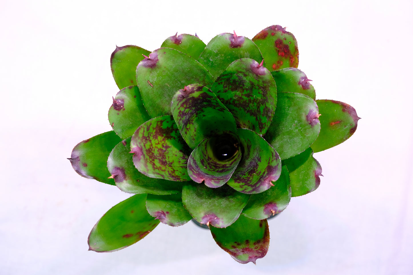 Neoregelia super cute