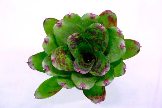 Neoregelia super cute