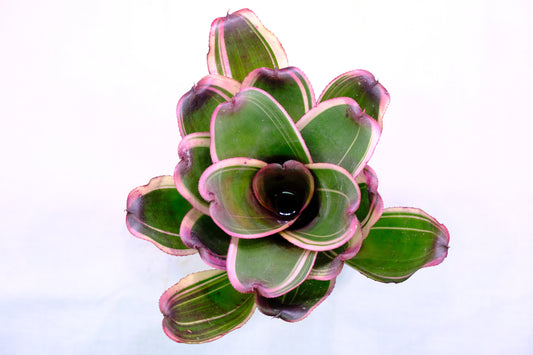 Neoregelia sister albo