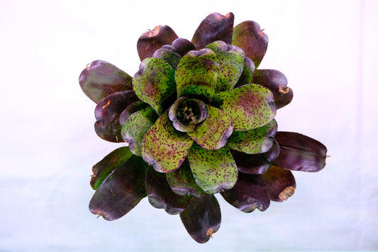 Neoregelia shamrock