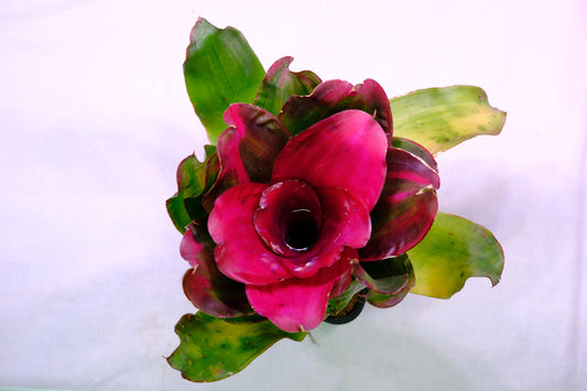 Neoregelia medusa x lila