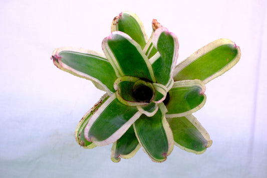 Neoregelia ozone