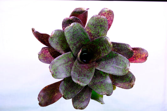 Neoregelia PHITS L-form
