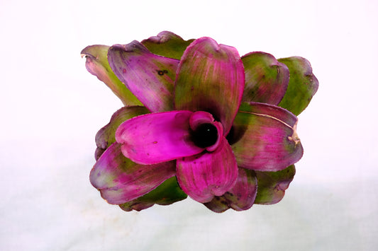 Neoregelia shocking pink