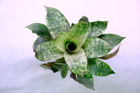 Neoregelia novar