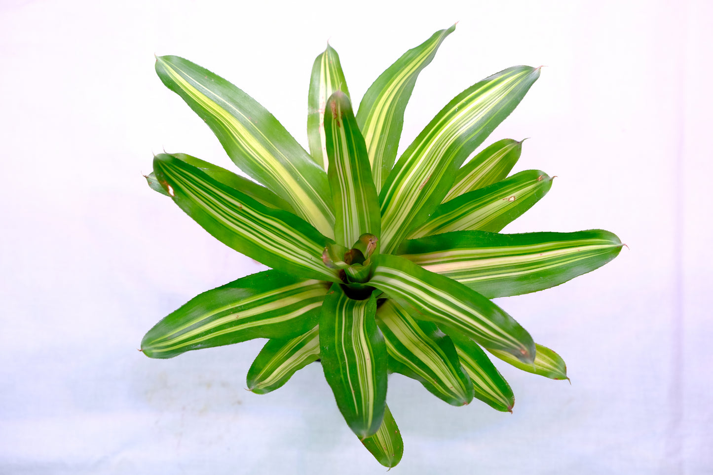 Neoregelia piccolo