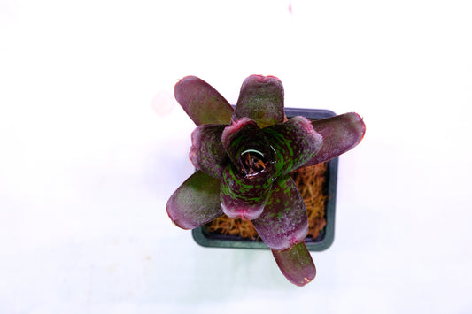 Neoregelia dartanion