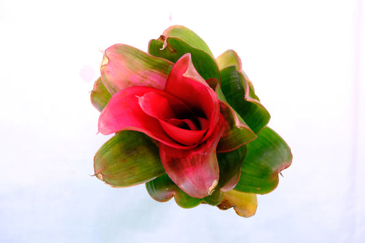 Neoregelia medusa hybrid