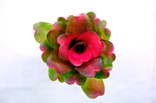 Neoregelia pink debbie