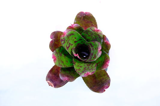 Neoregelia winnie the pooh
