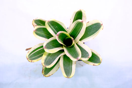 Neoregelia car. x con. fireball