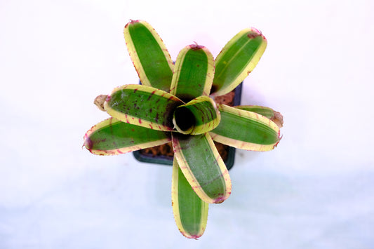 Neoregelia rumba