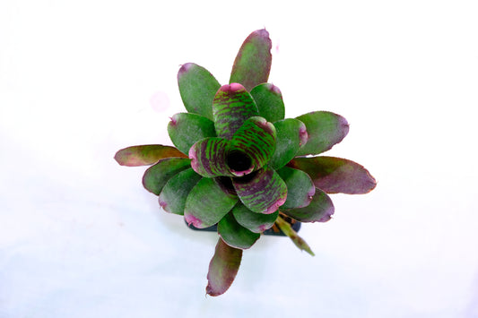Neoregelia sunfire pheasant 'kneusje'