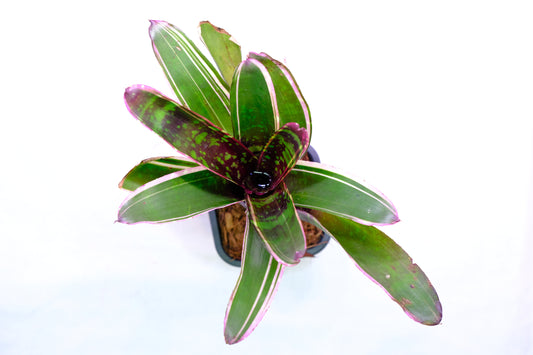 Neoregelia always karen 'kneusje'