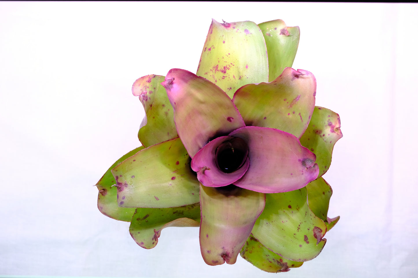 Neoregelia ninja hybrid