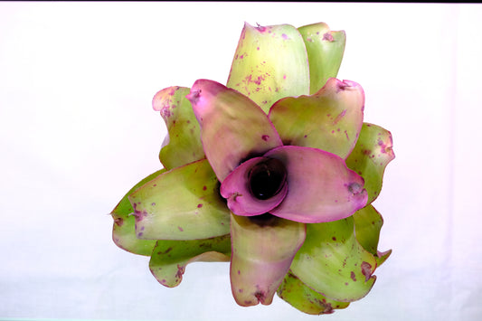 Neoregelia ninja hybrid