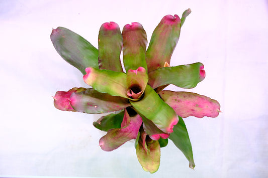 Neoregelia super pink tone 'kneusje'