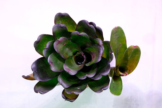Neoregelia dark purple