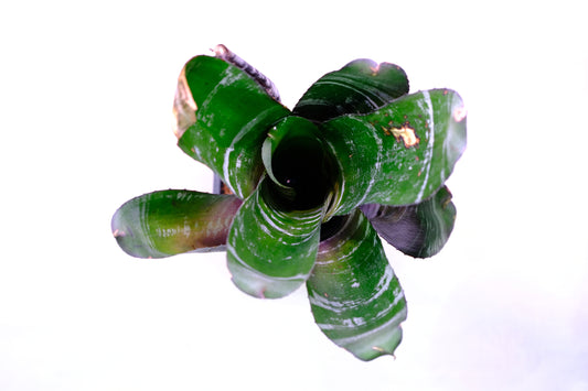 Aechmea chantinii ebony