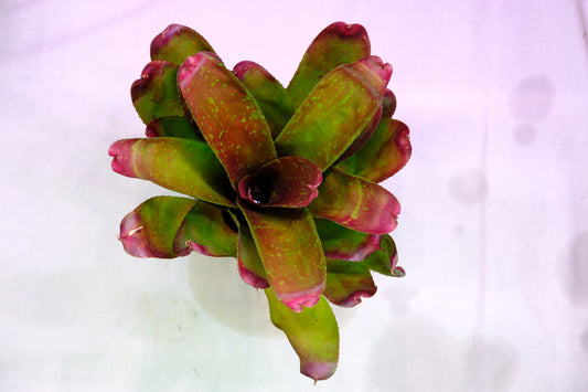 Neoregelia pink hybrid