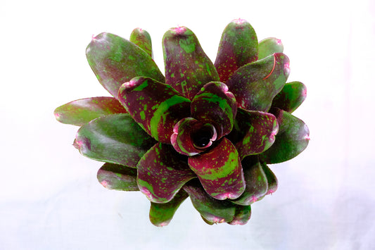 Neoregelia walking tall