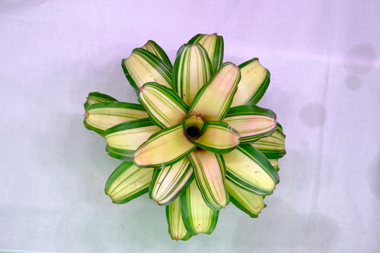Neoregelia samsara