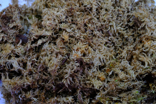 Levend Sphagnum mos