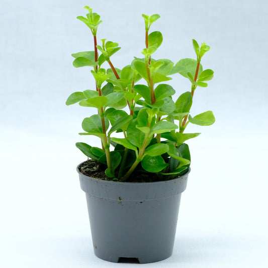 Peperomia rotundifolia