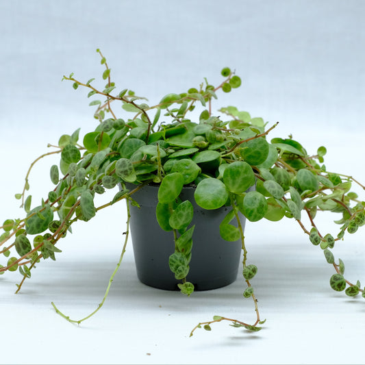 Peperomia prostrata