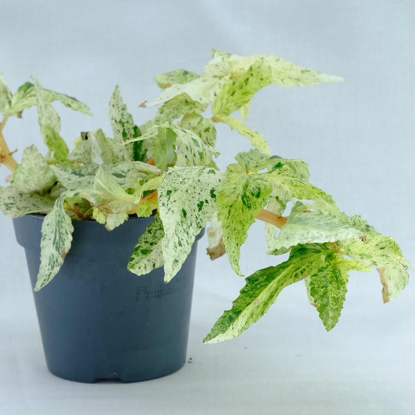 Pellonia repens variegata