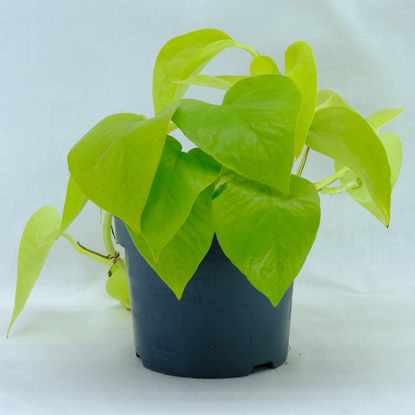 Epipremnum neon