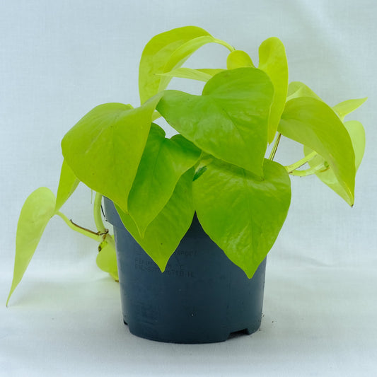 Epipremnum neon