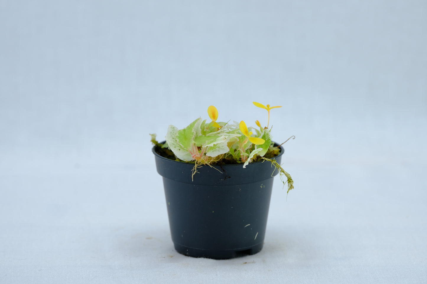 Begonia prismatocarpa variegated white