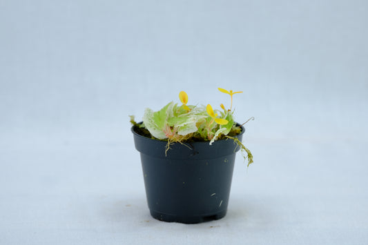 Begonia prismatocarpa variegated white