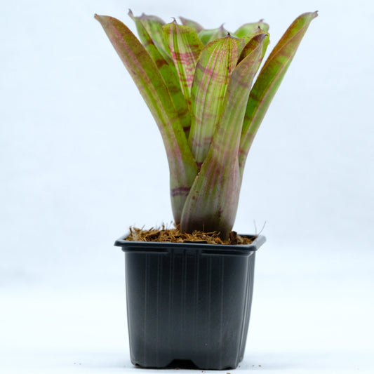 Neoregelia hopscotch